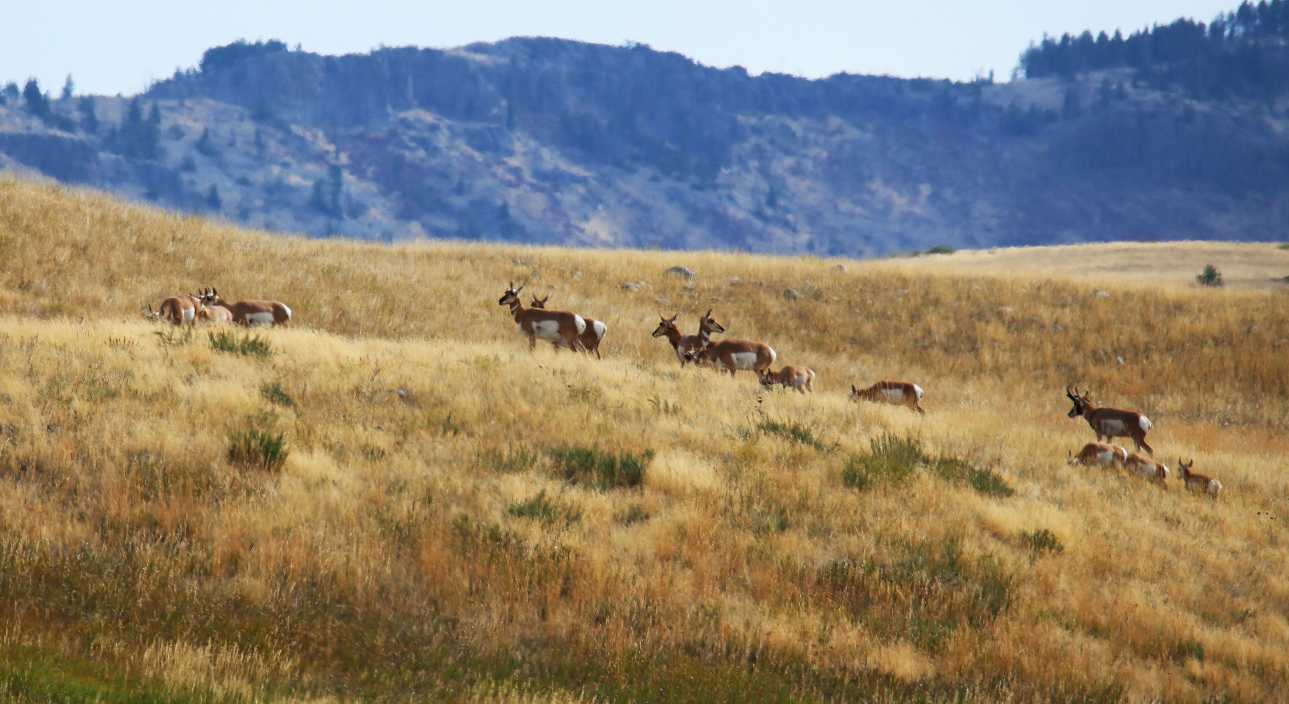 RDR Pronghorn Herd